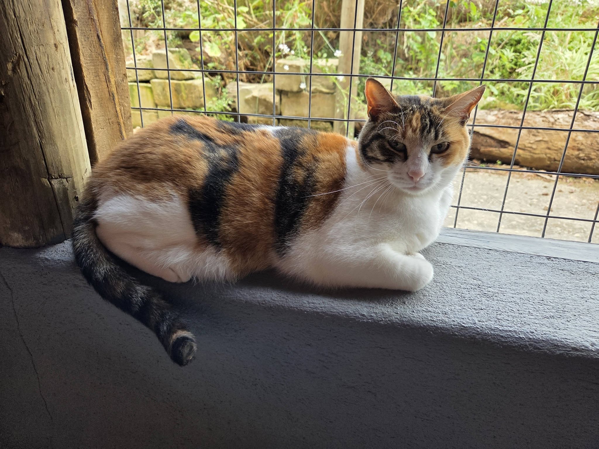 Secure outdoor cattery run