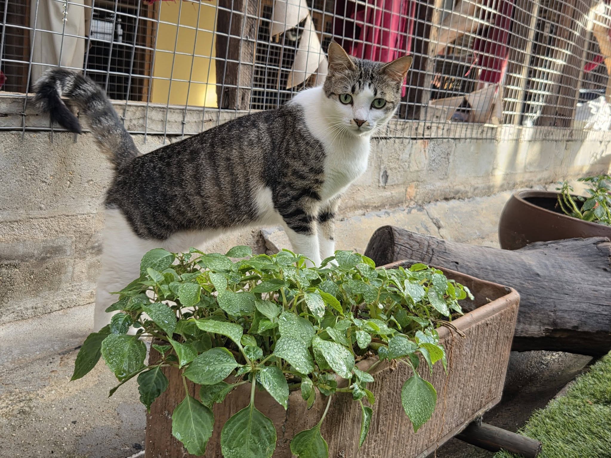 Cat relaxing at Honingklip Cattery