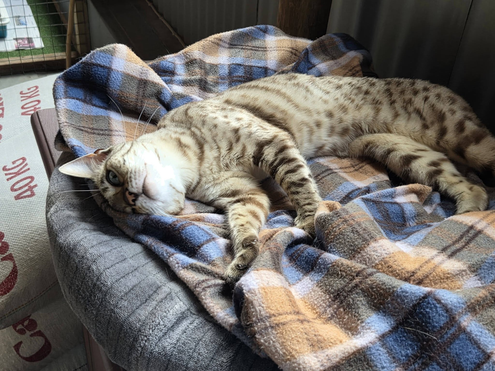 Cat relaxing on a soft blanket