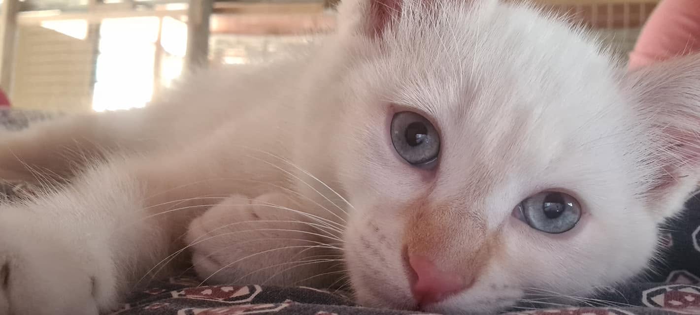 White kitten at Honingklip Cattery