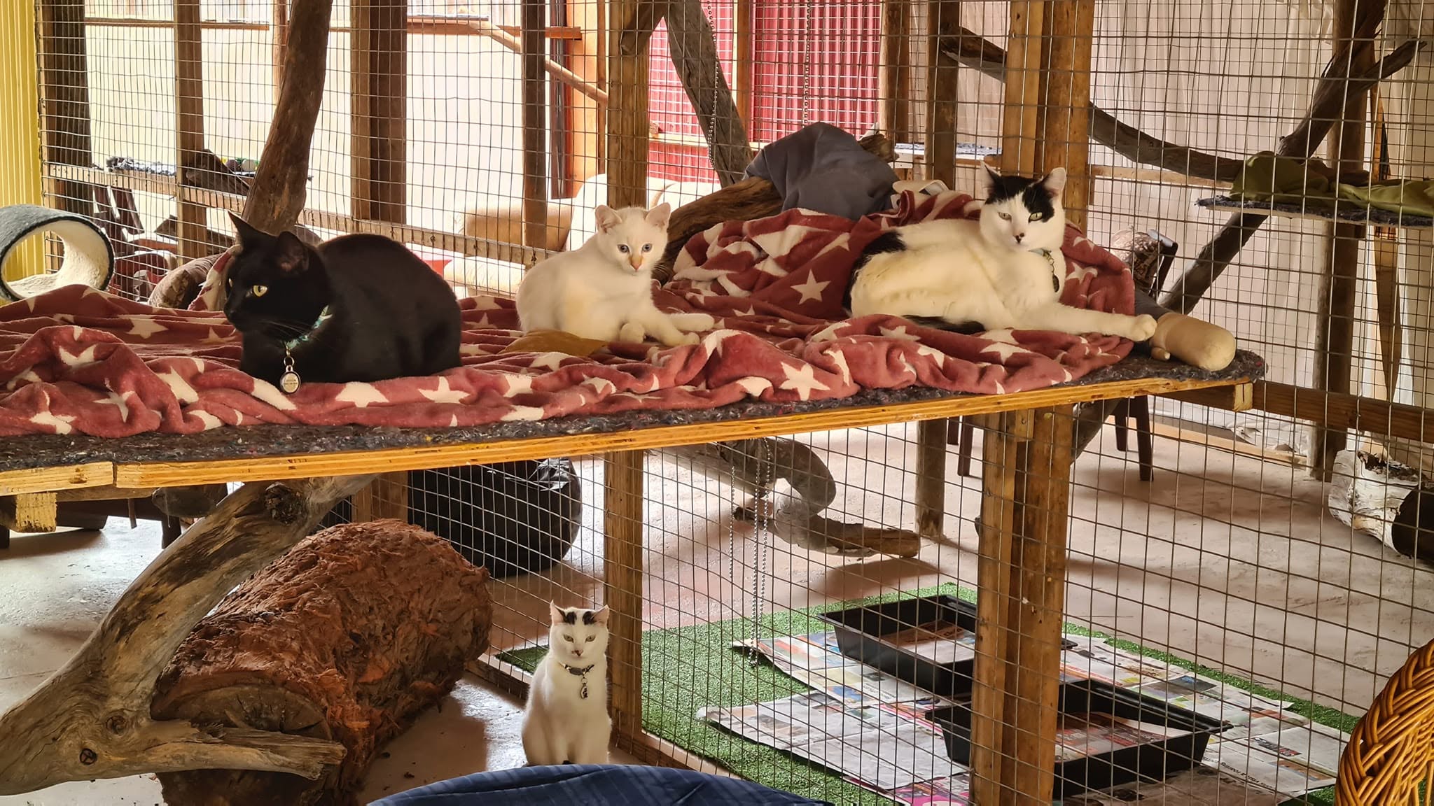 Spacious indoor cattery area with climbing spaces