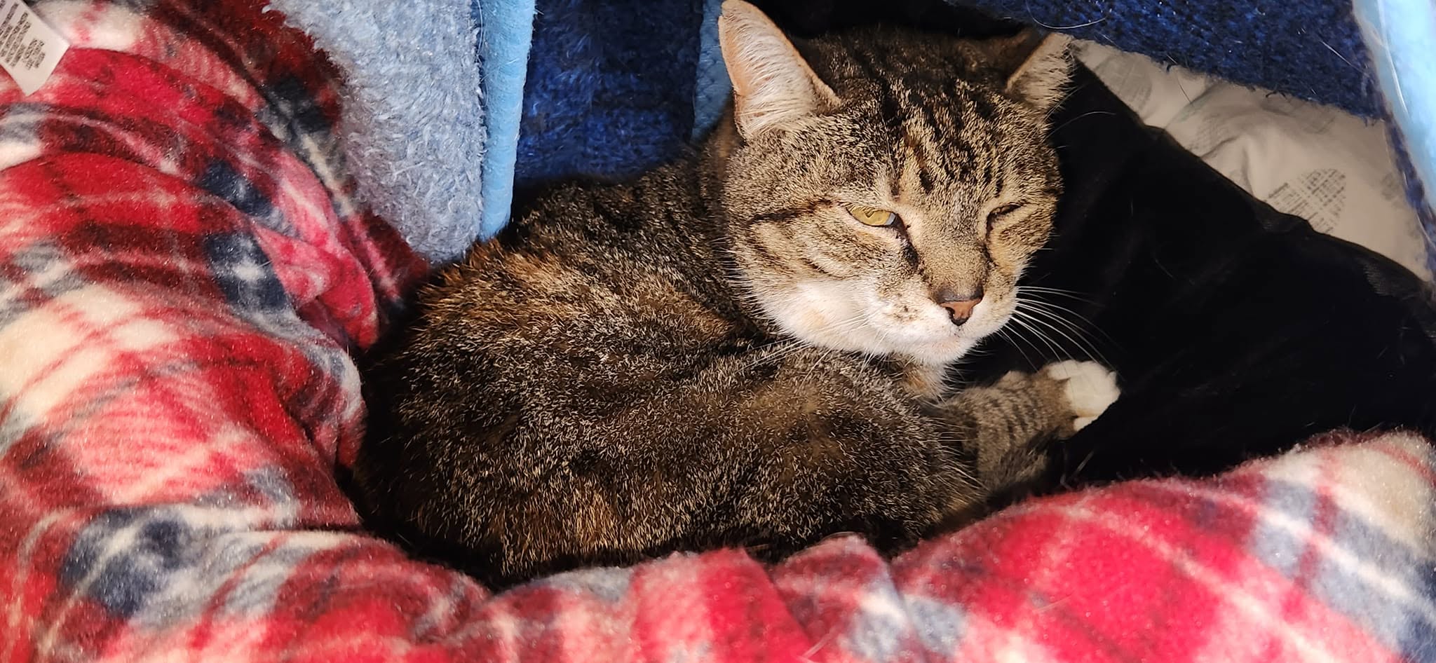 Cats resting together