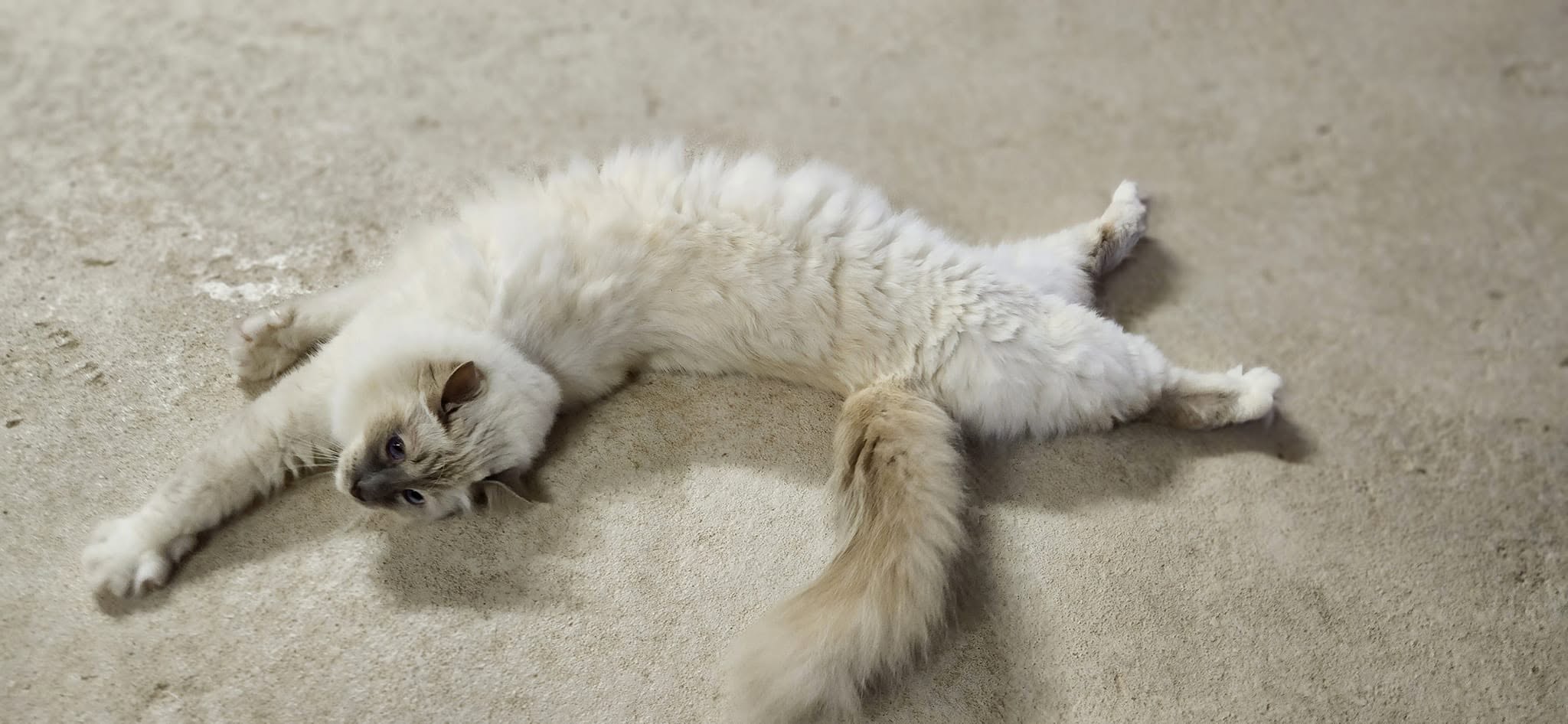 Relaxed cat stretching at Honingklip Cattery